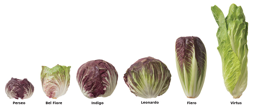Radicchio Varieties Planting Program Johnny s Selected Seeds Radicchio Varieties Planting Program Johnny s Selected Seeds