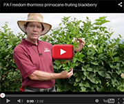 Prime Ark Freedom Blackberry Video