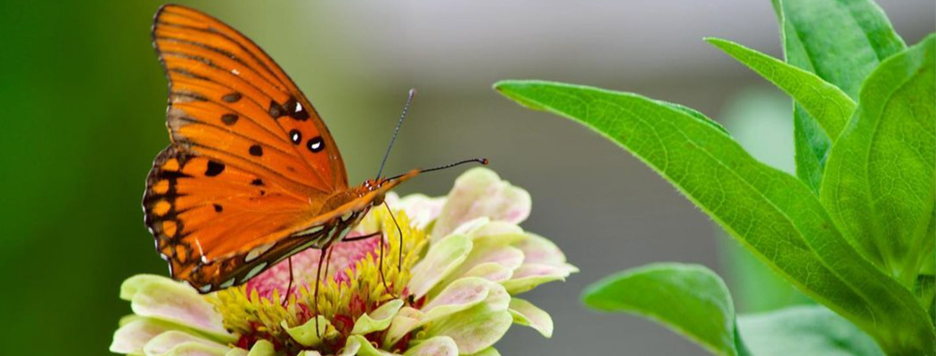 Gulf fritillary on Queeny Lime with Blush zinnia