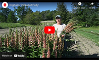 Video Digitalis Polkadot Polly Digitalis Polkadot Polly