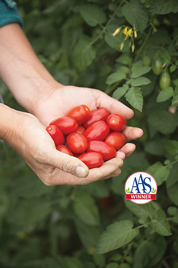 Johnny's 2018 AAS Award-Winning Grape Tomato, 'Valentine,' the 'Queen of Hearts for Grape Tomatoes.' 