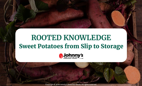Rooted Knowledge: Sweet Potatoes from Slip to Storage