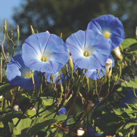 How to Grow Morning Glories