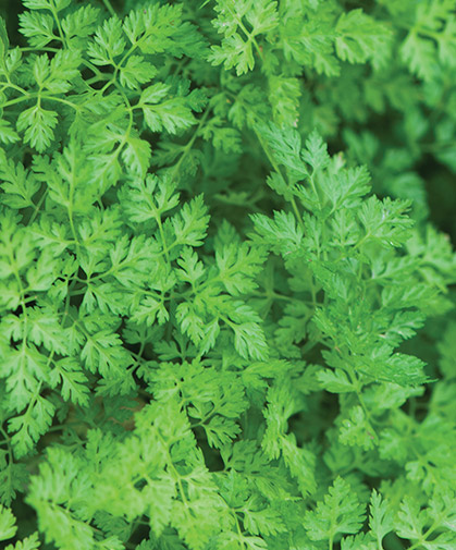 Chervil plants, a tradition in the French herb garden; use finely-cut leaves with a subtle, slightly anise-like flavor for seasoning.