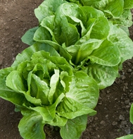 Coastal Star Romaine Lettuce