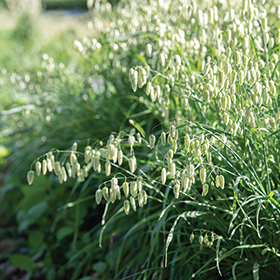 How to Grow Greater Quaking Grass