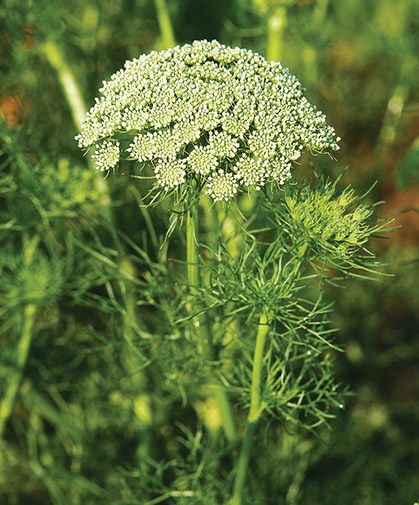 Ammi flower, approaching the cutting stage.