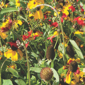How to Grow Cover Crop Mixes