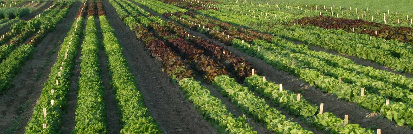 Register Today for Our Webinar on One-Cut Lettuces: Insights & Techniques for Small Farms