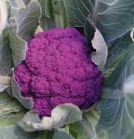 Purple Moon Cauliflower