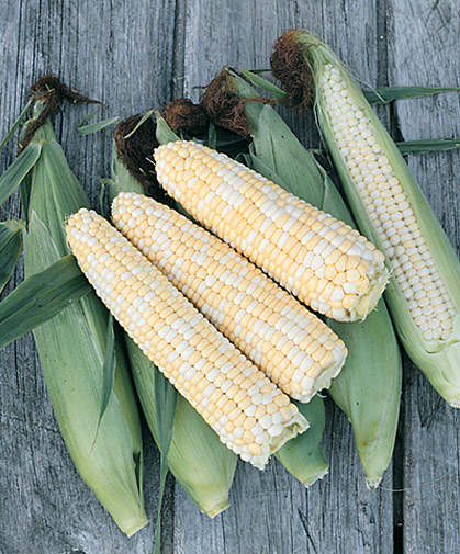 Several ears of freshly shucked and unshucked, old-fashioned sweet corn.