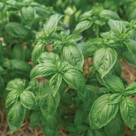 Noga Prospera® Active DMR Organic Pelleted Basil Seed