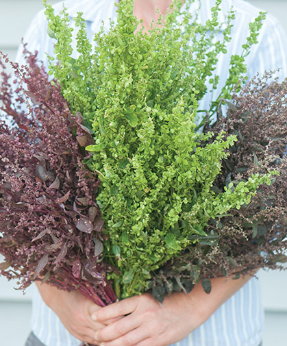 An armful of three ornamental varieties of Atriplex hortensis, a shimmery, easy-to-grow filler for flower arrangements.