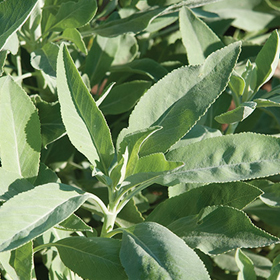 How to Grow White Sage