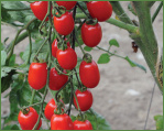 Johnny's Grape Tomatoes