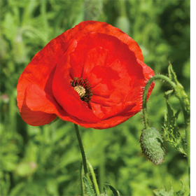 How to Grow Corn Poppies
