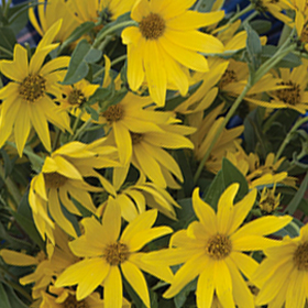 How to Grow Perennial Sunflowers
