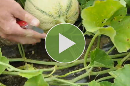 video on when piel de charentais melons are ready to harvest