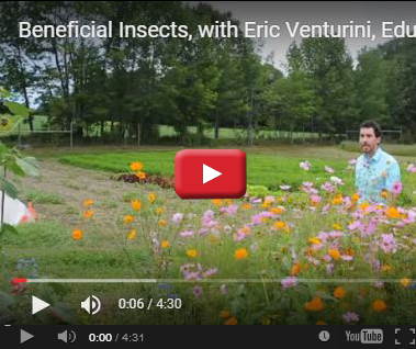 Beneficial Insects