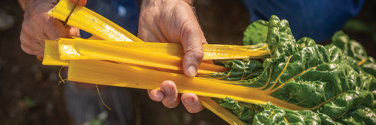 hands holding golden Swiss chard