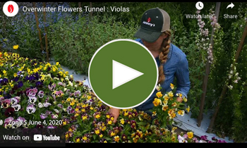 View Our Overwinter Flower Tunnel Viola (Pansies) Video