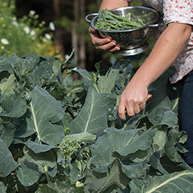 Mini & Sprouting Broccoli Planting Program