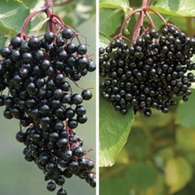 Elderberry Plant Collection