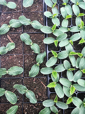 Rootstock and scion seedlings, nearly ready for grafting