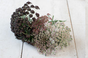  'Dara' produces abundant, attractive, lacy umbels in shades of dark purple, pink, and white.