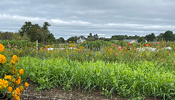 Johnny's Farm Seed & Cover Crop Library