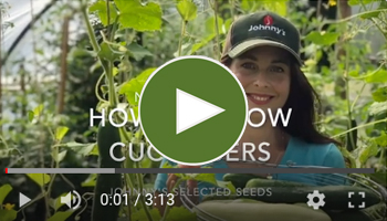 View Our How to Grow Cucumbers Video