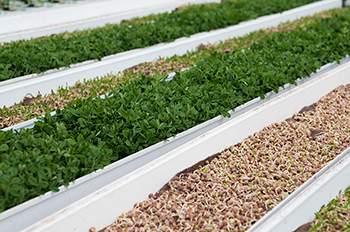 Pea shoots growing in slab culture