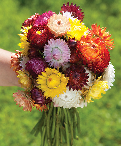 This hand bouquet of strawflowers shows the size, breadth and richness of color in our 'Sultane Mix.'