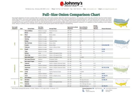 Full-Size Onion Comparison Chart