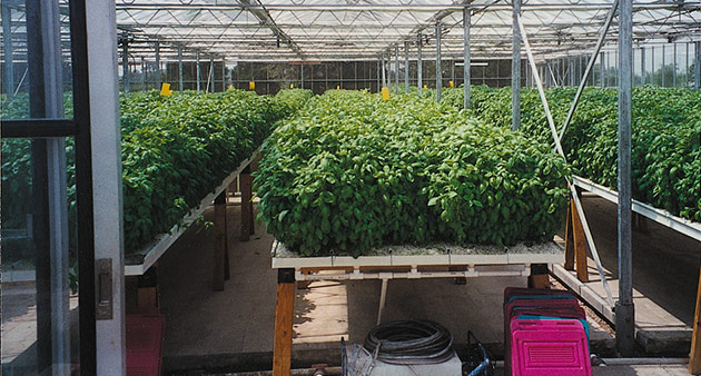 Greenhouse Container Basil Trials