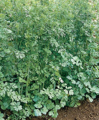 Mature planting of the culinary herb cilantro, the fresh form, or alternatively known as coriander, the dried seed form.