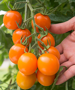 Clementine Organic (F1) Cocktail Tomato Clementine Organic (F1) Cocktail Tomato