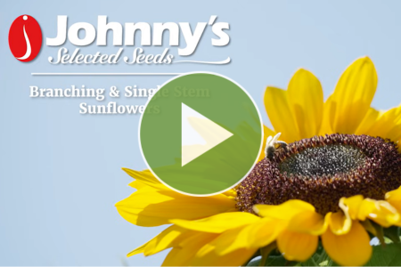 single-stem vs. branching sunflowers