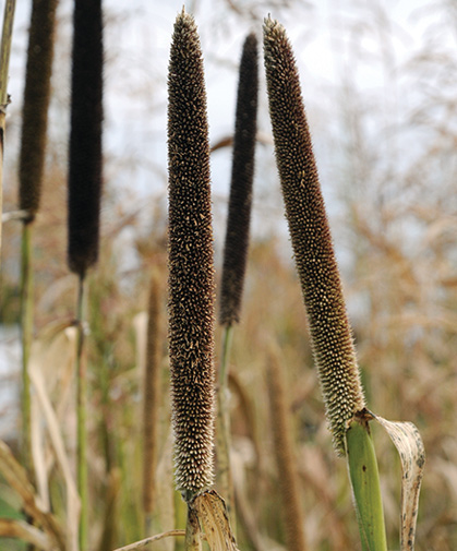 A planting of Pearl Millet can both serve as a green manure and provide silage for livestock and foraging wildlife.