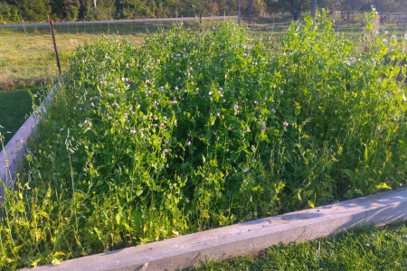 cover crop planted in a raised bed