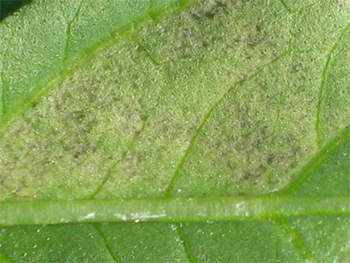 Sporulation in a section of the leaf underside.