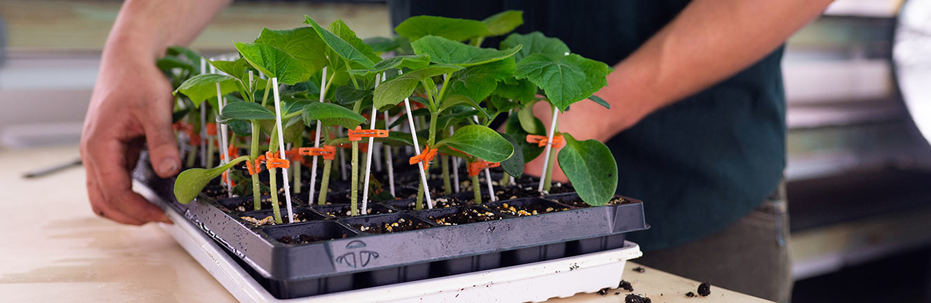 Webinar: Fundamentals of Cucumber Grafting