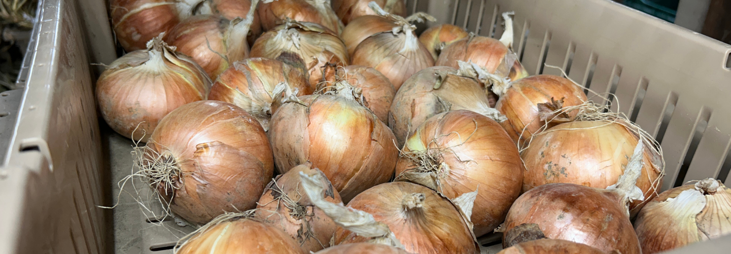 onions curing