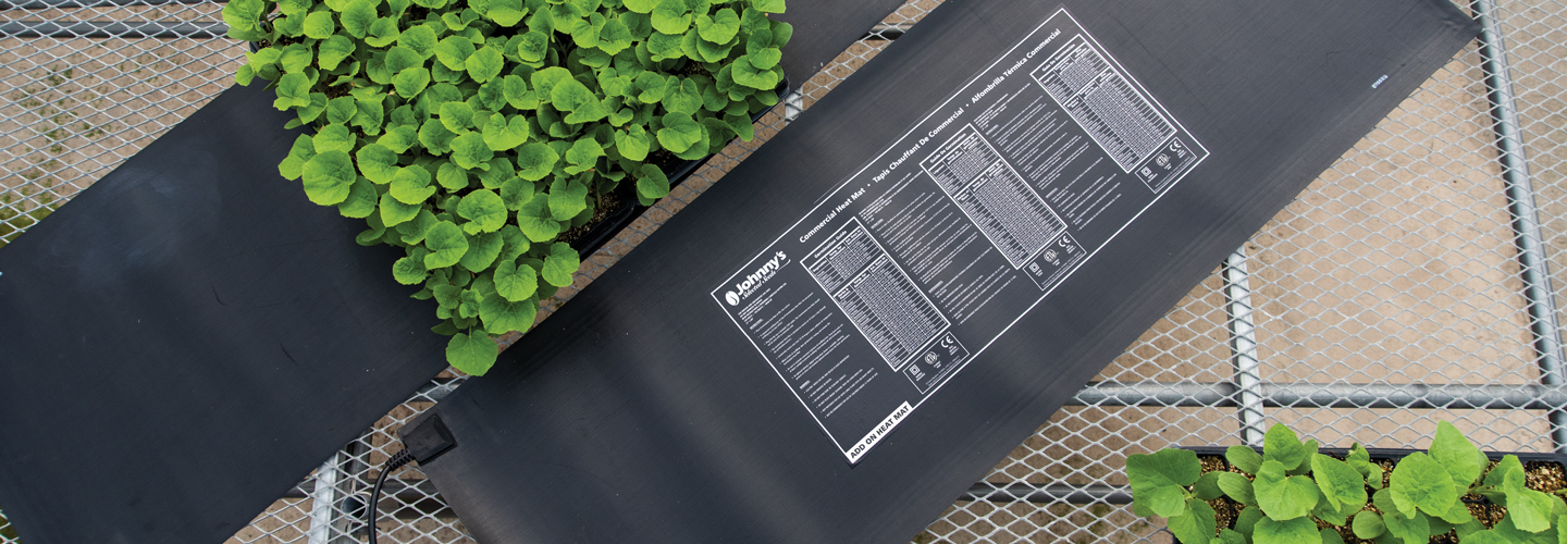 Seedlings on heat mats
