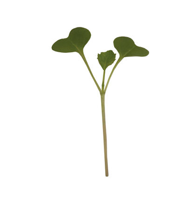 Broccoli microgreen