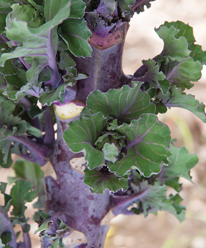 Close-up of a stalk of Kalettes, the bicolor, flower-like rosettes developing in the axils.