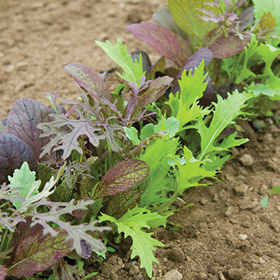 How to Grow Salad Mixes