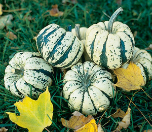Sweet Dumplings are best within the first 2-3 months after harvest.