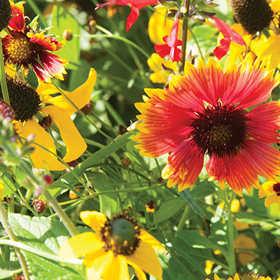 How to Grow Xeriscape Flower Mix for the Eastern US/SE Canada