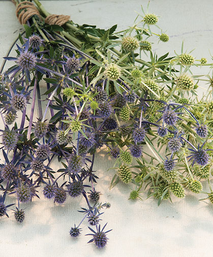 Eryngium planum cultivars of two types, the white and blue flat sea hollies, with their silvery thistle-like heads.